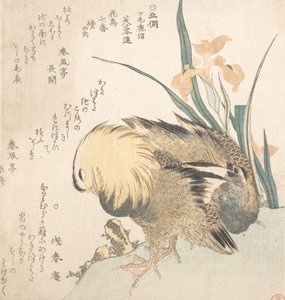 Coppia di anatre mandarino e fiori di iris, fine XVIII-inizio XIX secolo da Kubo Shunman