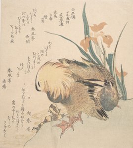 Coppia di anatre mandarine e fiori di iris, fine XVIII-inizio XIX secolo da Kubo Shunman