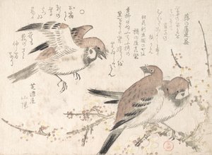 Passeri e fiori di prugno, XIX secolo da Kubo Shunman