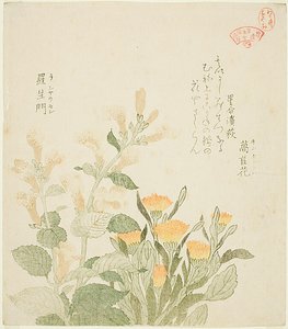 La calendula comune e i fiori di Rajoman da Kubo Shunman