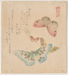 Il Manuale di Pittura del Branco di Farfalle (Guncho? Gafu) da Kubo Shunman