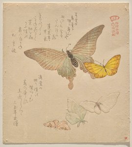 Il manuale di pittura di uno stormo di farfalle (Guncho? Gafu) da Kubo Shunman