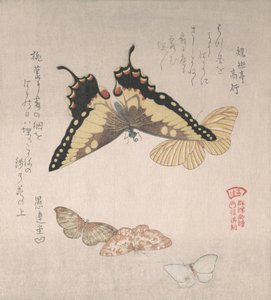 Varie falene e farfalle, XIX secolo