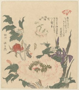Peonie e iris