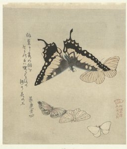 Cinque farfalle da Kubota Shunman