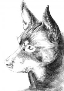  da Kulik