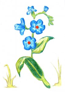  da Kulik