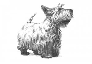  da Kulik