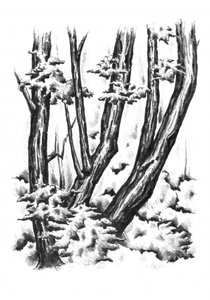  da Kulik