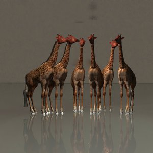 Giraffe in armonia