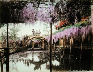 Glicine a Kameido, Tokyo da Kusakabe (attr. to) Kimbei