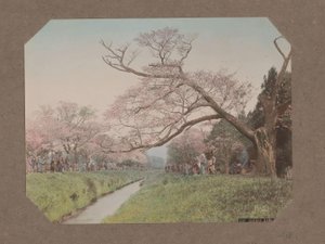 Persone e fiori di ciliegio ai lati di un ruscello a Koganei, Tokyo, Giappone da Kusakabe Kimbei