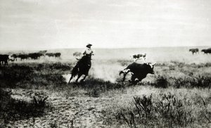 Cowboy a cavallo che lancia un lazo a un vitello