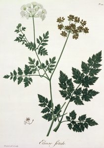 Aethusa Cynapium da 