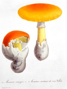 Amanita Caesaria Fungo di Cesare da LFJ Hoquart