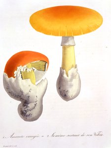 Amanita Caesaria da 