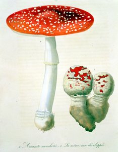 Amanita Muscaria da 