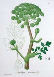 Angelica Archangelica Garden Angelica