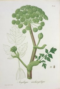 Angelica Archangelica da 