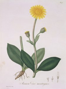 Arnica Montana da 