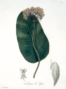 Asclepias Syriaca da 
