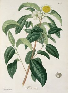 Camellia Thea da 
