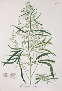 Cannabis Sativa da 