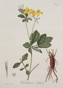 Celidonium Majus da Phytographie Medicale di Joseph Roques (1772-1850), pubblicato nel 1821 da L.F.J. Hoquart