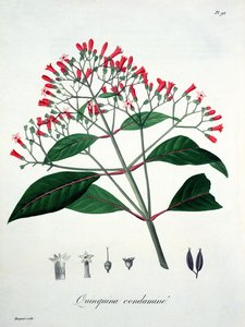 Cinchona da 