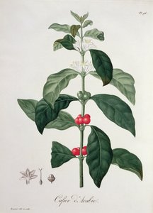 Coffea Arabica da 