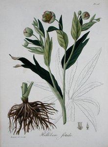 Helleborus Foetidus da 