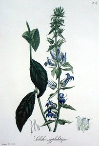 Lobelia Siphilitica da 