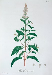 Menta piperita da LFJ Hoquart