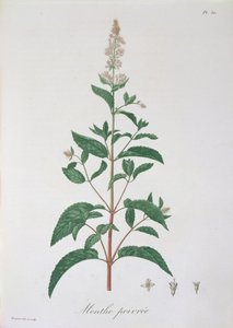 Mentha Piperita da 