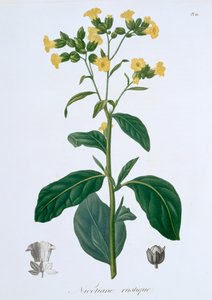 Nicotiana Tabacco, 1821