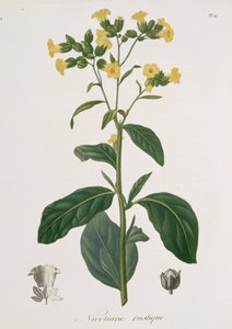 Nicotiana da 