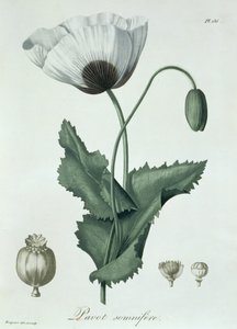 Papaver Somniferum da 