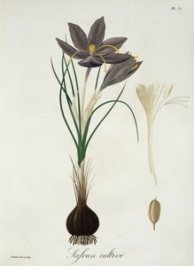 Zafferano Crocus da 