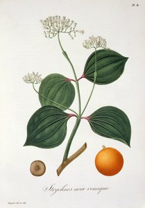 Strychnos nux vomica da 