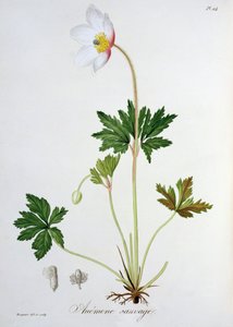 Anemone dei boschi da 