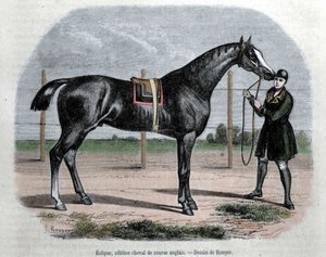 Il cavallo da corsa inglese Eclipse. Illustrazione di Rouyer da L. (after) Rouyer