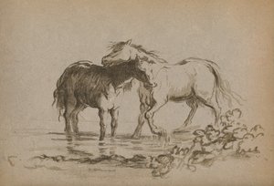 Cavalli, 1903