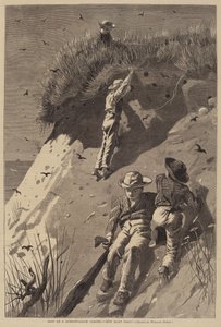 Incursione in una colonia di rondini di sabbia - "Quante uova?" da Lagarde after Winslow Homer