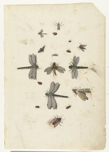 Libellule e insetti volanti