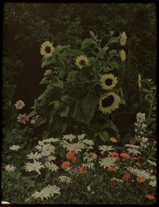 Giardino della casa Kersbergen, Zeist, con girasoli da Lambertus Hendrik van Berk