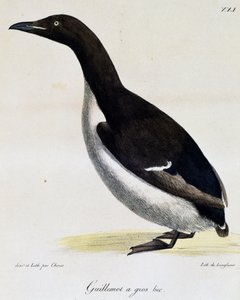 Uria di Brünnich, da Voyage pittoresque autour du monde da Langlume Langlume