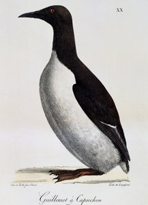 Uria comune (Uria aalge), da "Voyage pittoresque autour du monde" da Langlume Langlume