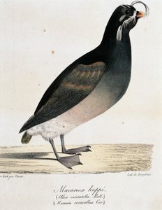 Auklet crestato (Aethia cristatella), da Voyage pittoresque autour du monde da Langlume Langlume