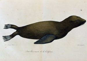 Giovane leone marino, California, da Voyage pittoresque autour du monde da Langlume Langlume