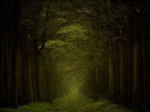 Sentiero nella foresta oscura